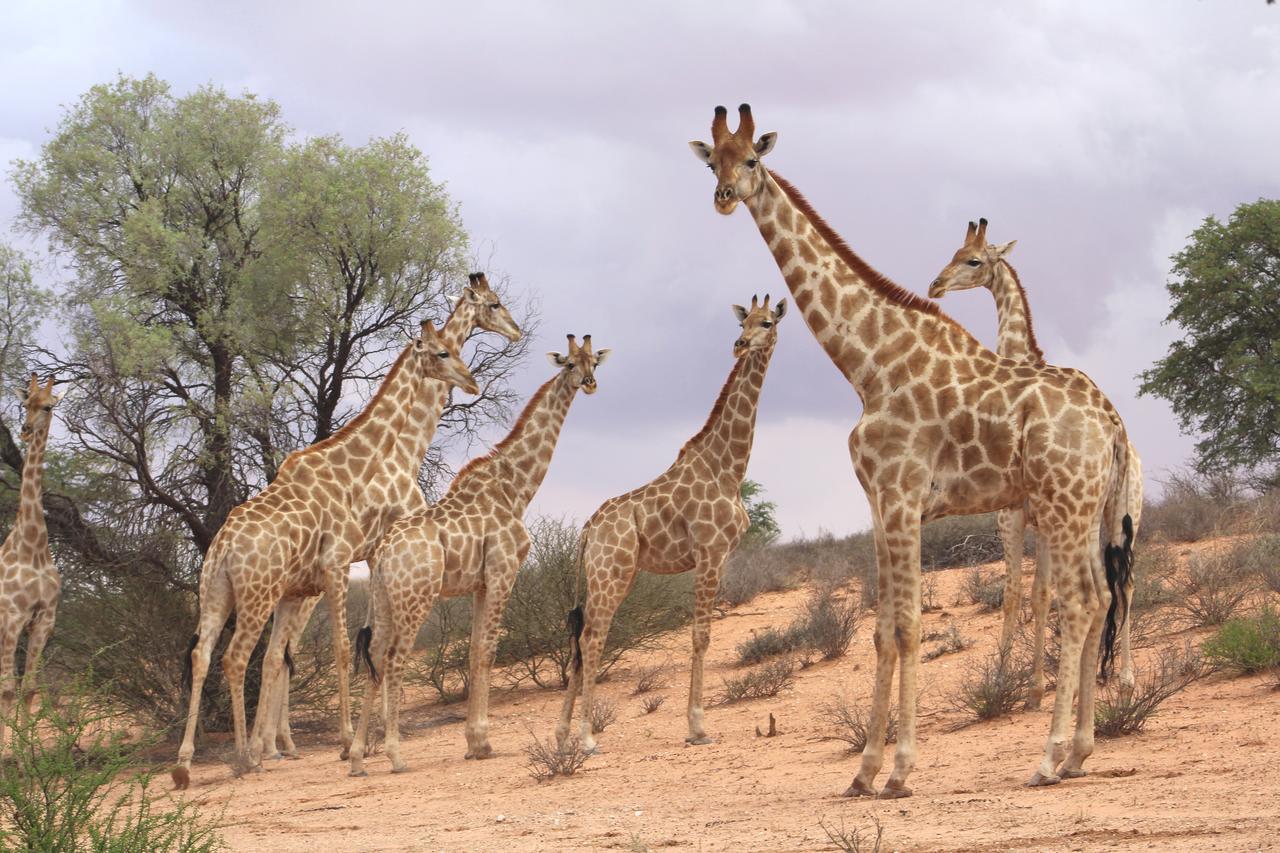 Kgalagadi Lodge Askham Zewnętrze zdjęcie